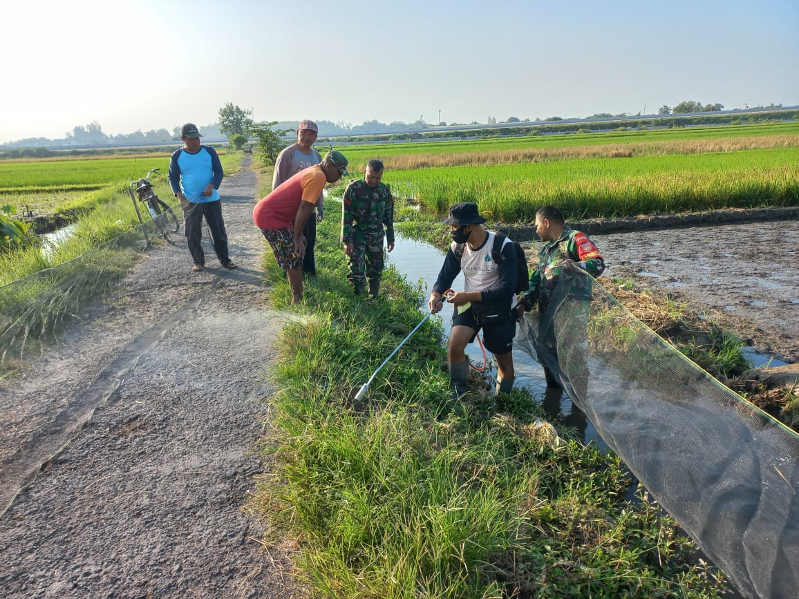 Koramil Sawit Dan Warga Gropyokan Massal Hama Tikus