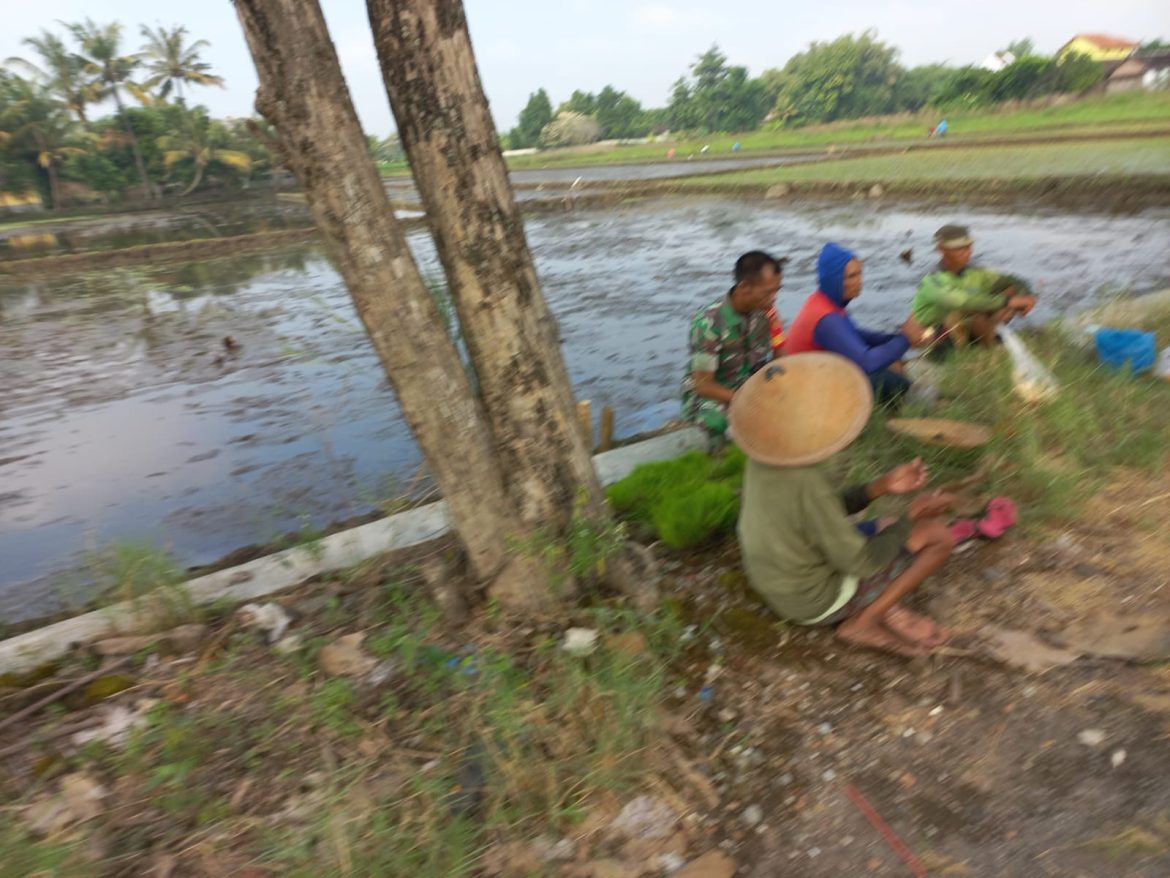 Babinsa Sawit Dengarkan Kendala Petani Lewat Komsos