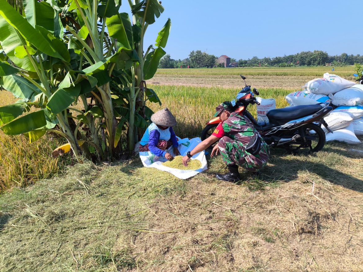 Dengan Semangat yang Tinggi, Suryadi Mengunjungi Sawah Tempat Para Petani Sedang Sibuk Panen Padi.