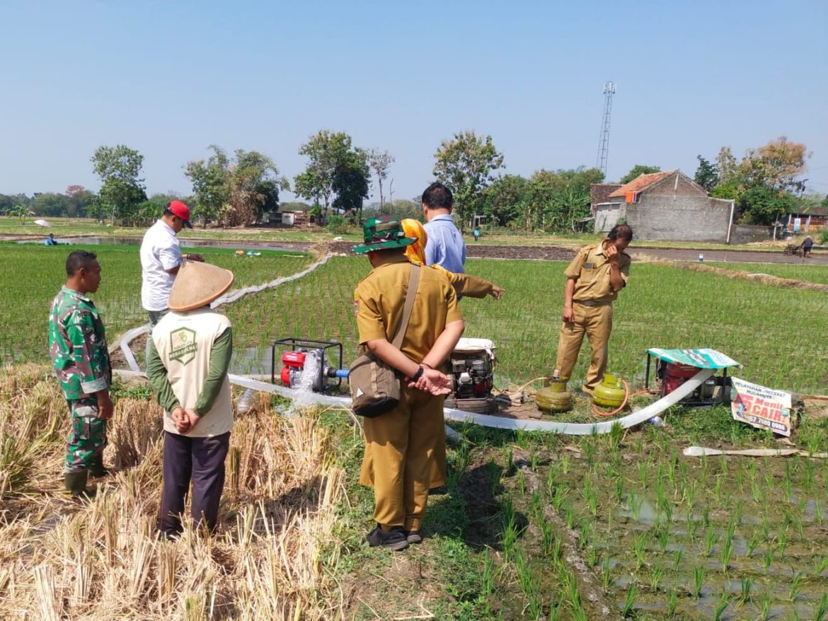 Babinsa Nogosari Dampingi Poktan Melalui Program Pompanisasi