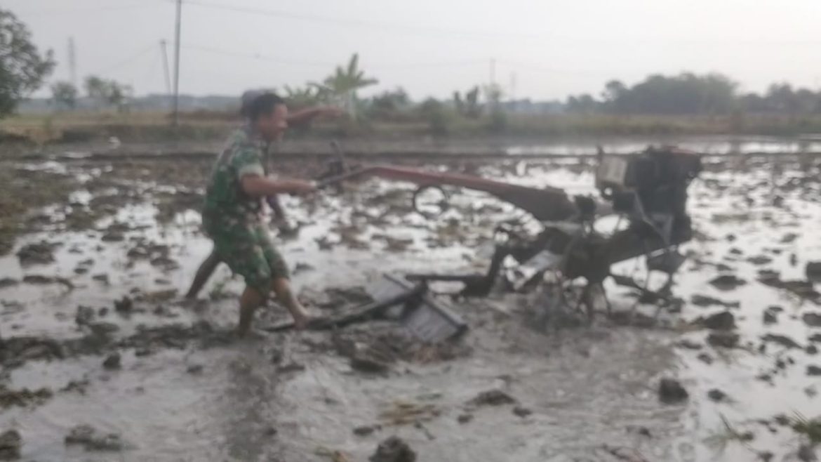 Babinsa Bantu Petani Bajak Sawah