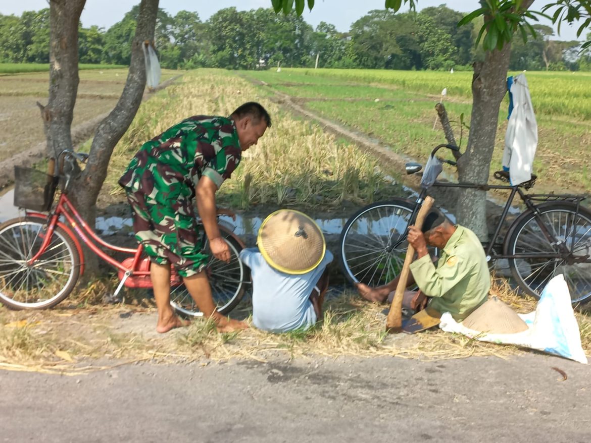 Babinsa Sawit Dukung Ketahanan Pangan Dengan Terjun Langsung Ke Lapangan