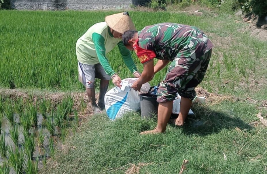 Babinsa Bantu Petani Pupuk Tanaman Padi, Dukung Ketahanan Pangan
