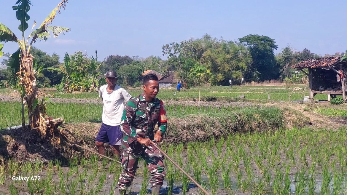 Babinsa Simo Tak Segan Bantu Matun Petani