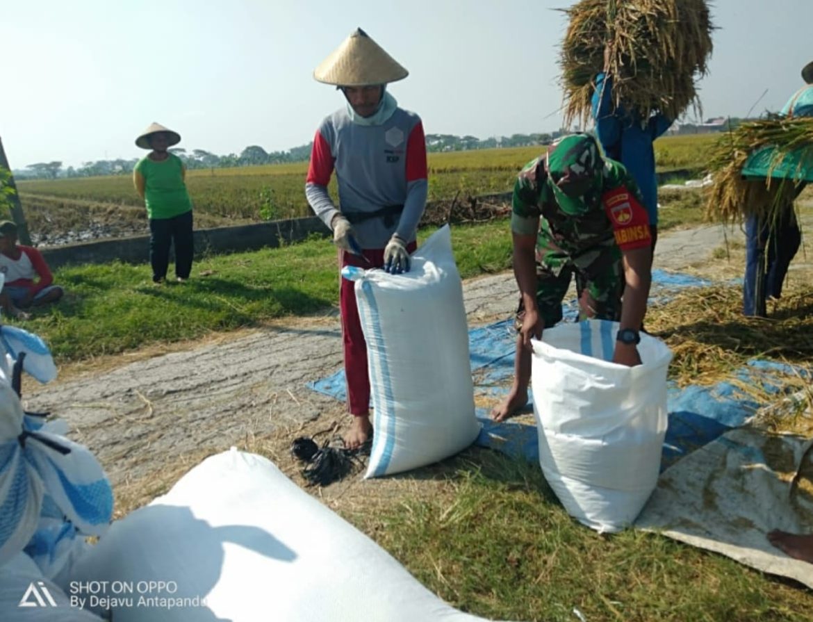 Babinsa Bertekad Wujudkan Swasembada Pangan, Bantu Panen Padi di Desa