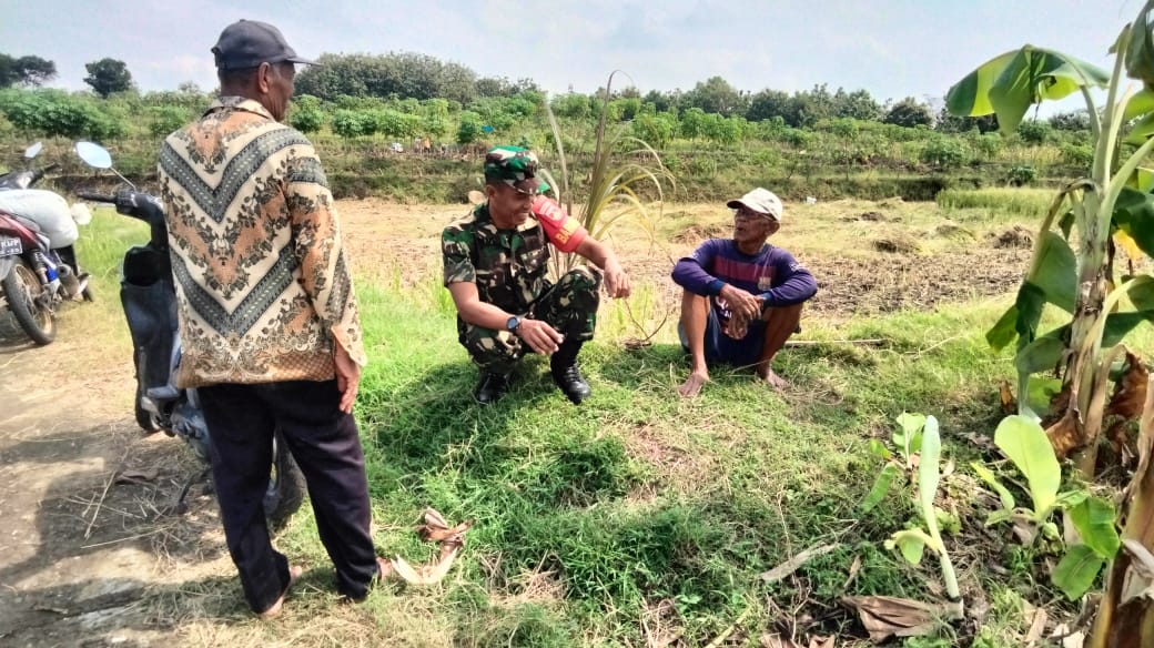 Babinsa Turun ke Sawah, Dengarkan Keluh Kesah Petani di Musim Kemarau