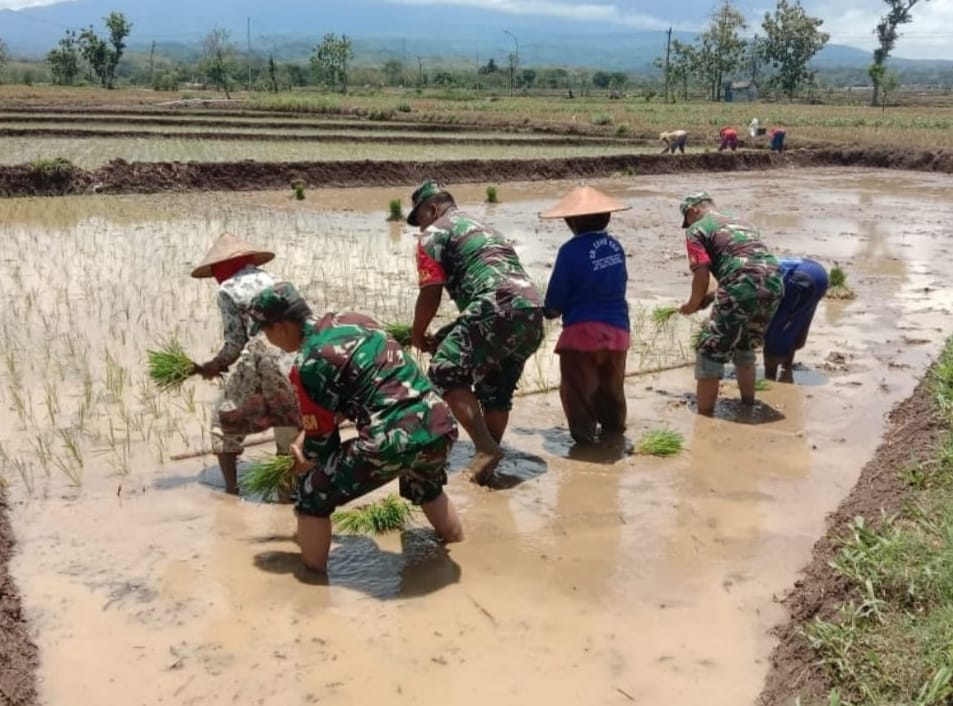 Tak Takut Lumpur, Babinsa Bantu Petani Tanam Padi