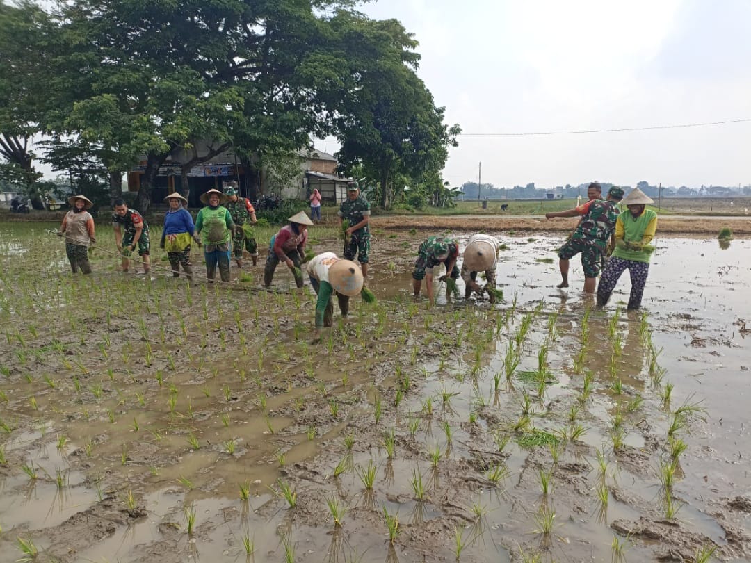 Danramil dan Anggota Turun Sawah, Bantu Petani Tanam Padi