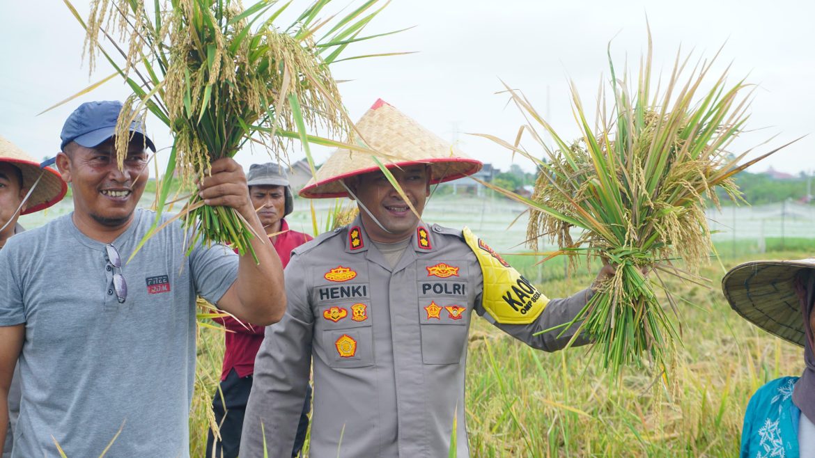 Kapolres Lhokseumawe Panen 8 Hektar Padi dan Bantu Sumur Bor Untuk Petani Dukung Ketahanan Pangan