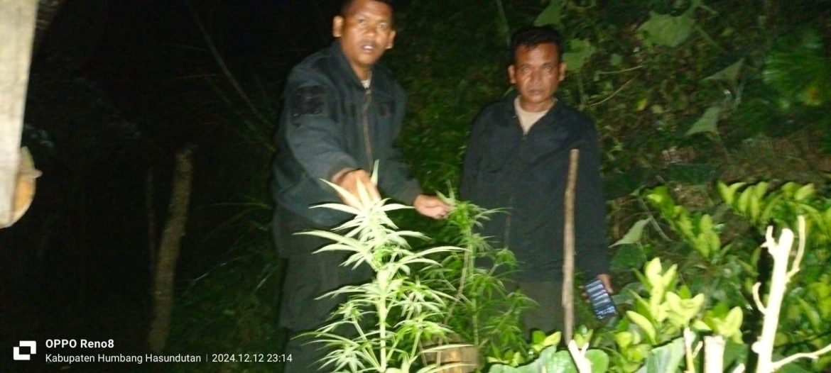 Polres Taput Temukan 15 Batang Pohon Ganja di Tanam di Kebun, Pemiliknya Berhasil di Tangkap.