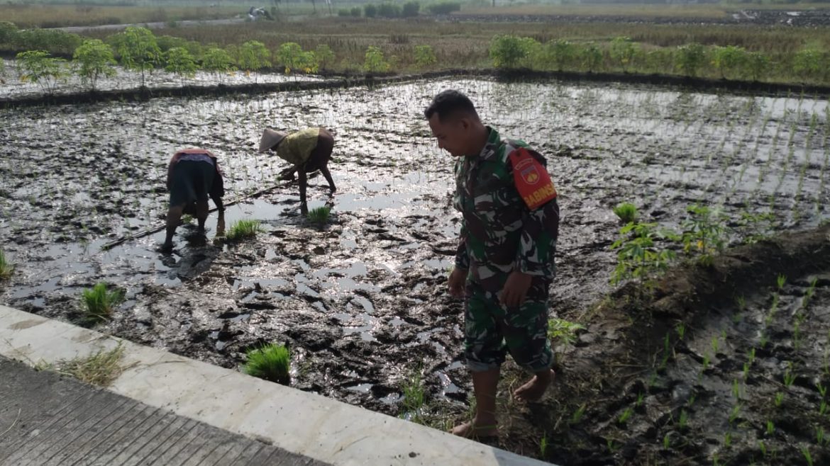 Babinsa Teras Aktif Dampingi Petani Dalam Upaya Ketahanan Pangan