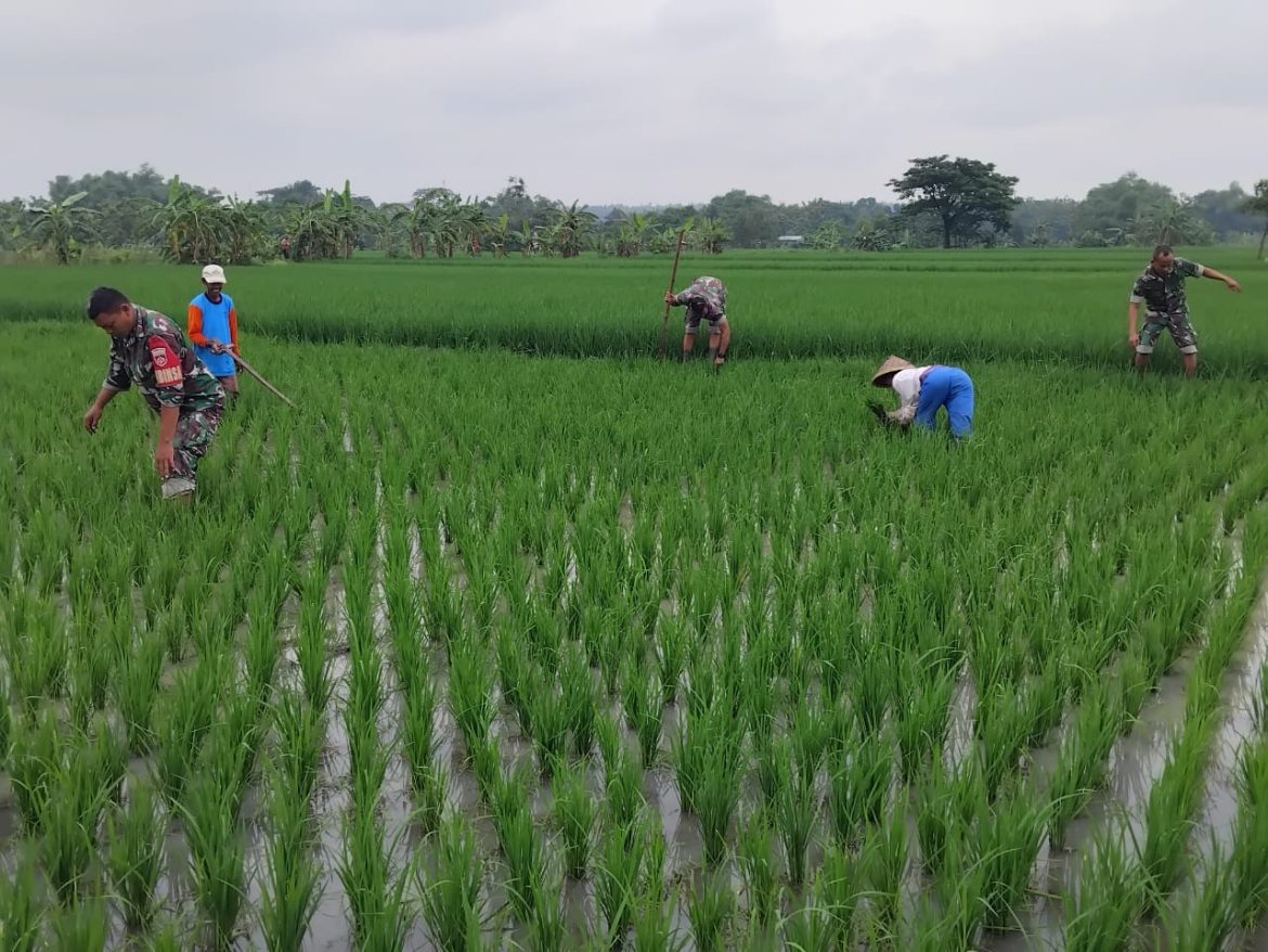 Serka Heriyanto Bantu Petani Menyiangi Rumput di Sawah