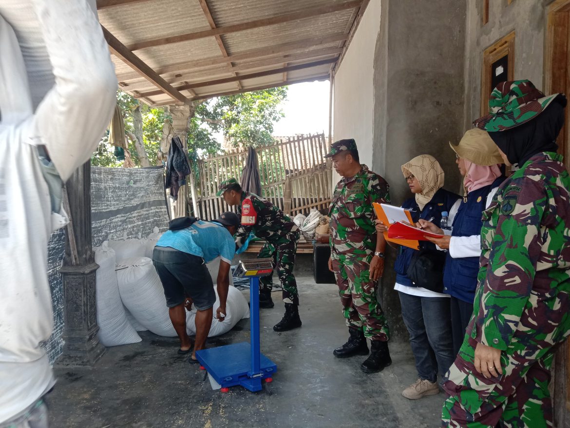Koramil Teras Dampingi Bulog Serap Gabah Petani Desa Nepen