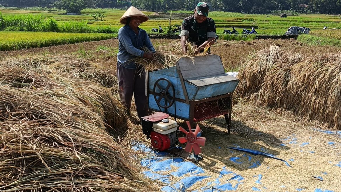 Peran Aktif Babinsa Wonosegoro Dampingi Petani