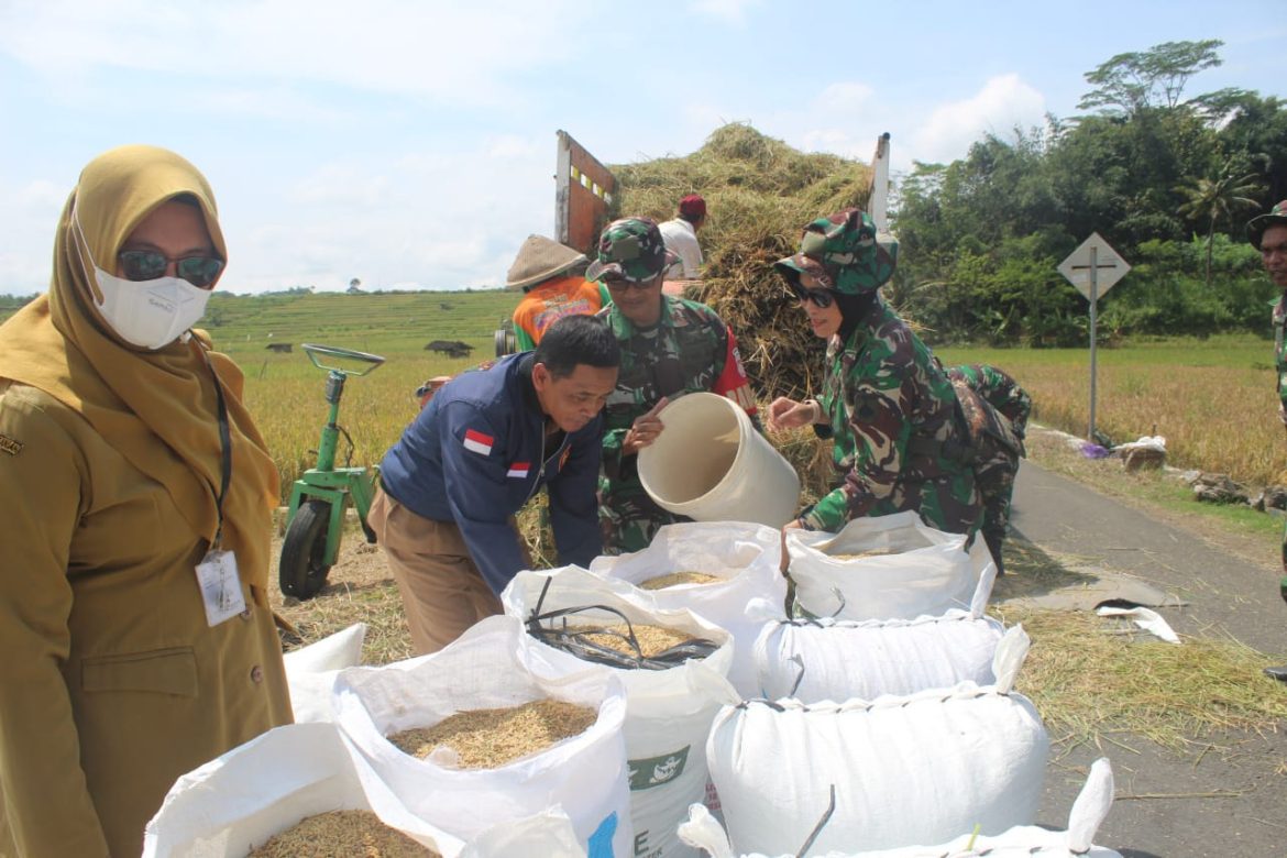 Babinsa Mojosongo Dampingi Bulog Sergab Petani Dlingo