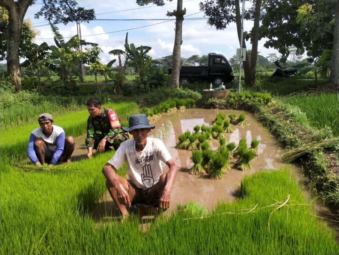 Babinsa Teras Aktif Membantu Poktan Ngudi Luhur Dalam Ketahanan Pangan