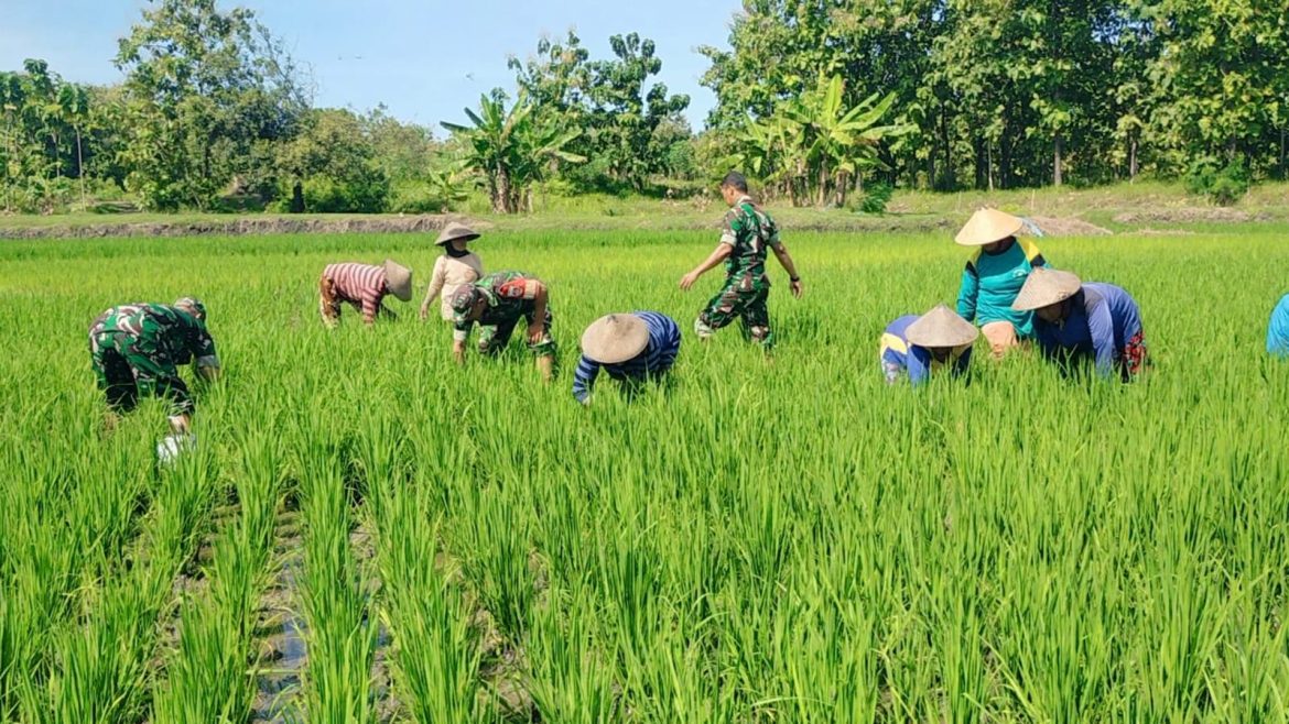 Babinsa Bantu Kelompok Tani Cabut Rumput Gulma Tanaman Padi