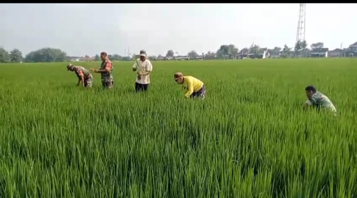 Babinsa Sukses Dampingi Petani Basmi Gulma, Tingkatkan Produktivitas Padi