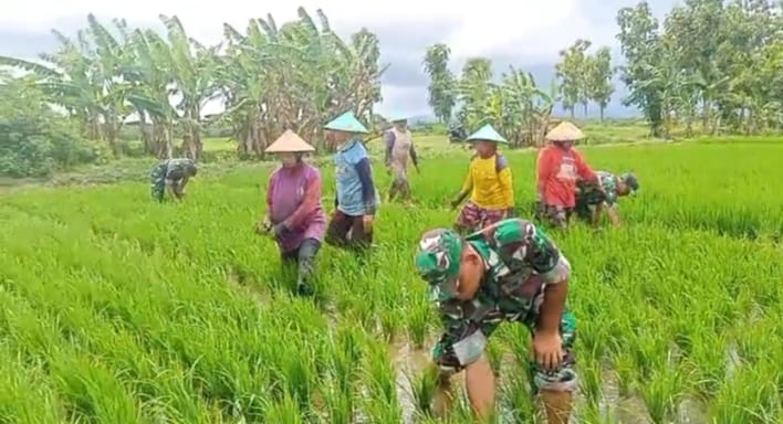 Optimalkan Kesuburan Padi, Babinsa Lakukan Pembersihan Gulma di Sawah Poktan Sri Luwih