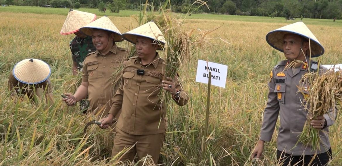Bupati Taput bersama Forkopimda Panen Raya Padi di Purbatua