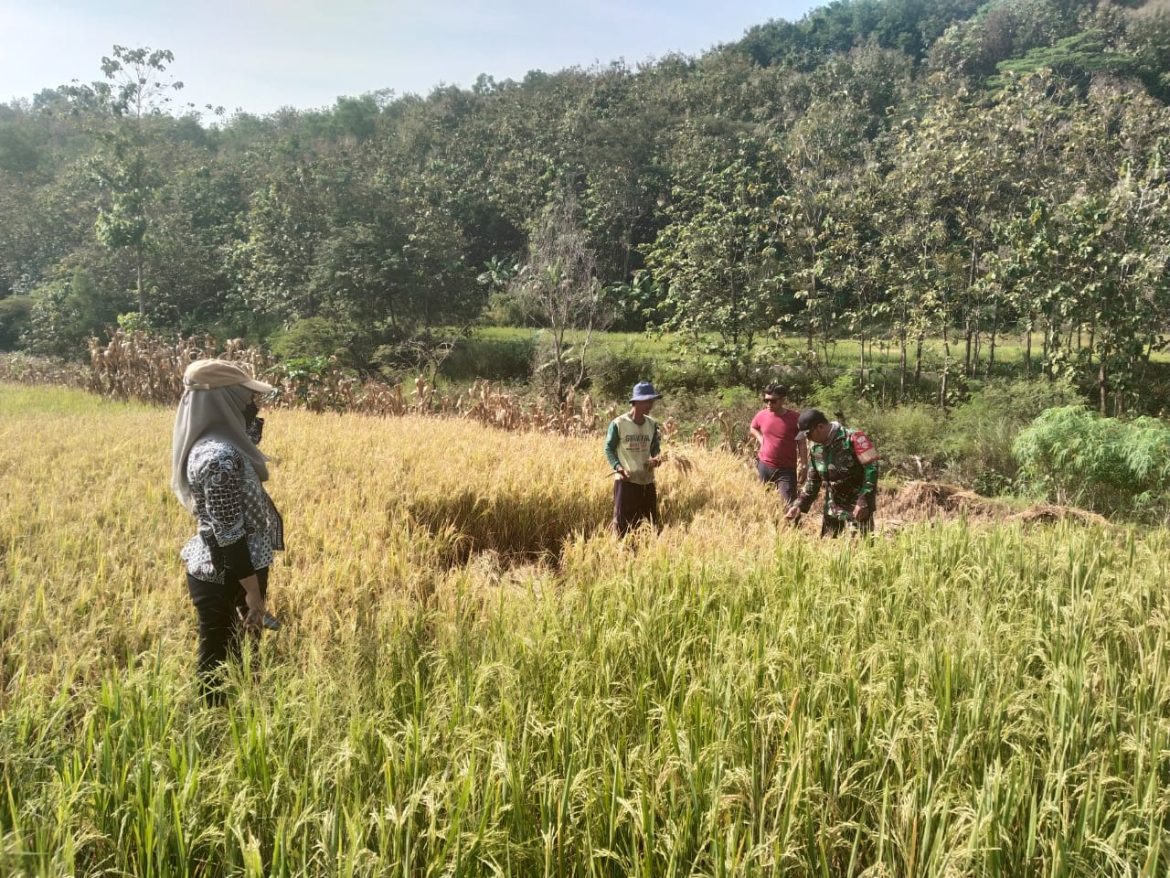 Prediksi Hasil Panen Babinsa Kalinanas Dan PPL Lakukan Pengubinan