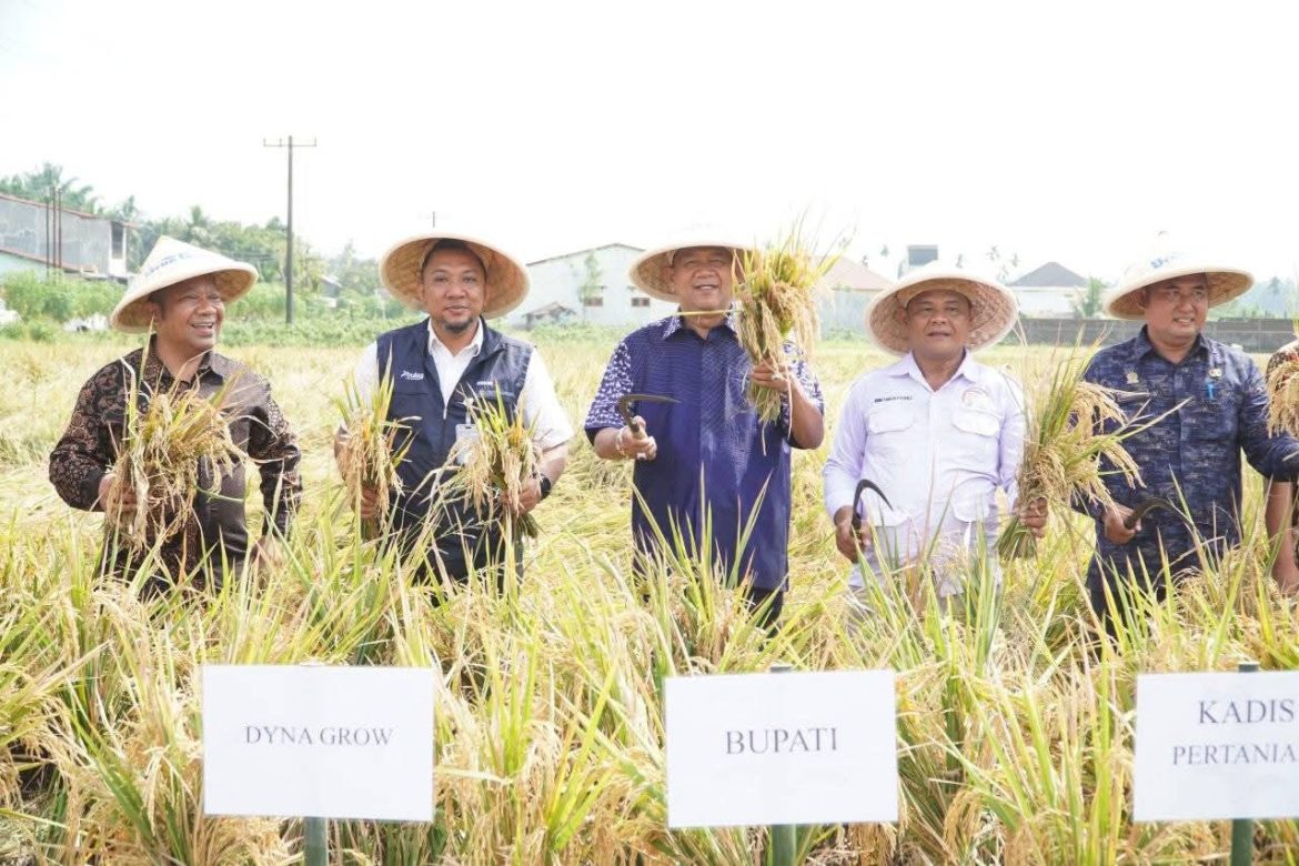 Syah Afandin Gerak Cepat Dukung Ketahanan Pangan Presiden Lewat Panen Padi Organik.