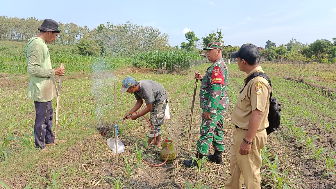 Babinsa Wonosegoro Bersinergi Basmi Hama Tikus Di Desa Lemah Ireng