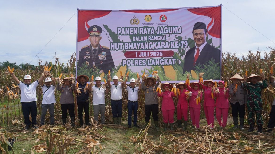 Polres Langkat Gelar Panen Raya Jagung Dukung Ketahanan Pangan Nasional, Sambut Hari Bhayangkara ke-79