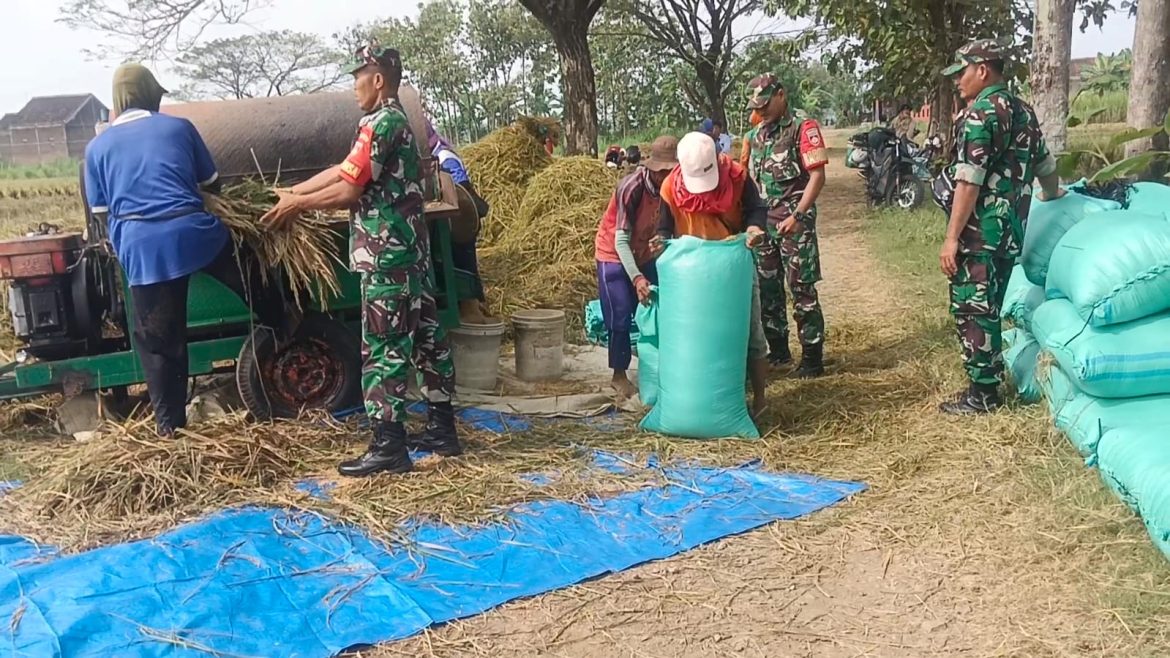 Babinsa Bantu Panen, Percepat Penyerapan Gabah di Desa Mojorejo