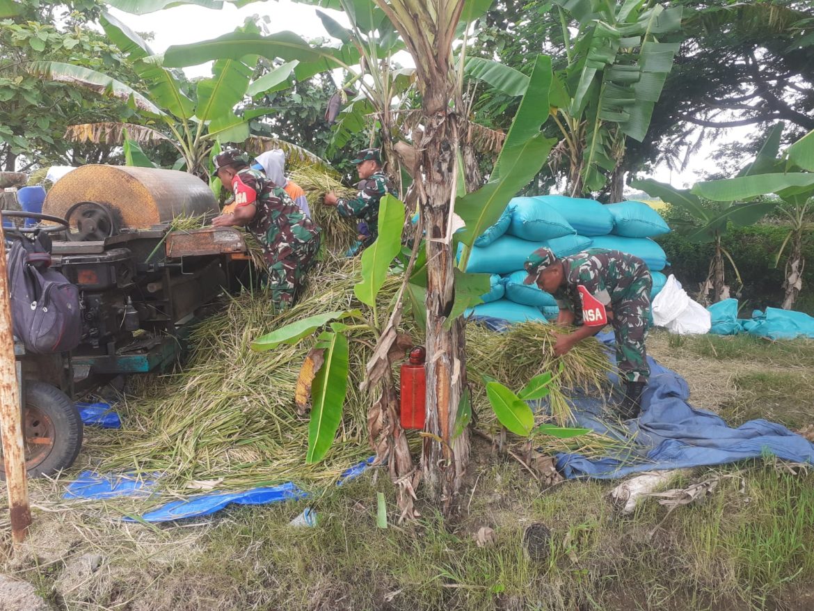 Babinsa Sukses Panen Raya Wujud Nyata Dukung Ketahanan Pangan