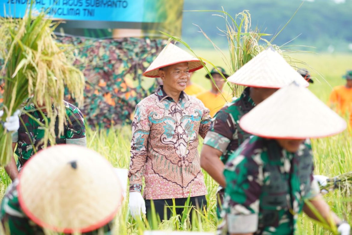 Pemkab Langkat Dukung TNI Perkuat Ketahanan Pangan Lewat Panen Raya di Deli Serdang