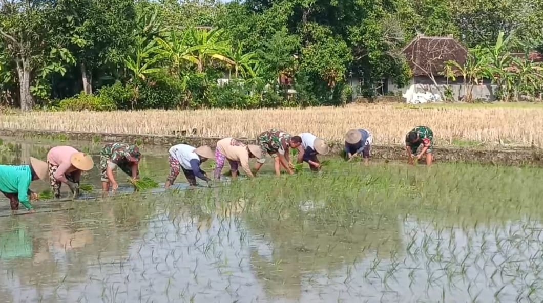Babinsa Berjibaku di Sawah, Bantu Tanam Padi di Tengah Terik Matahari