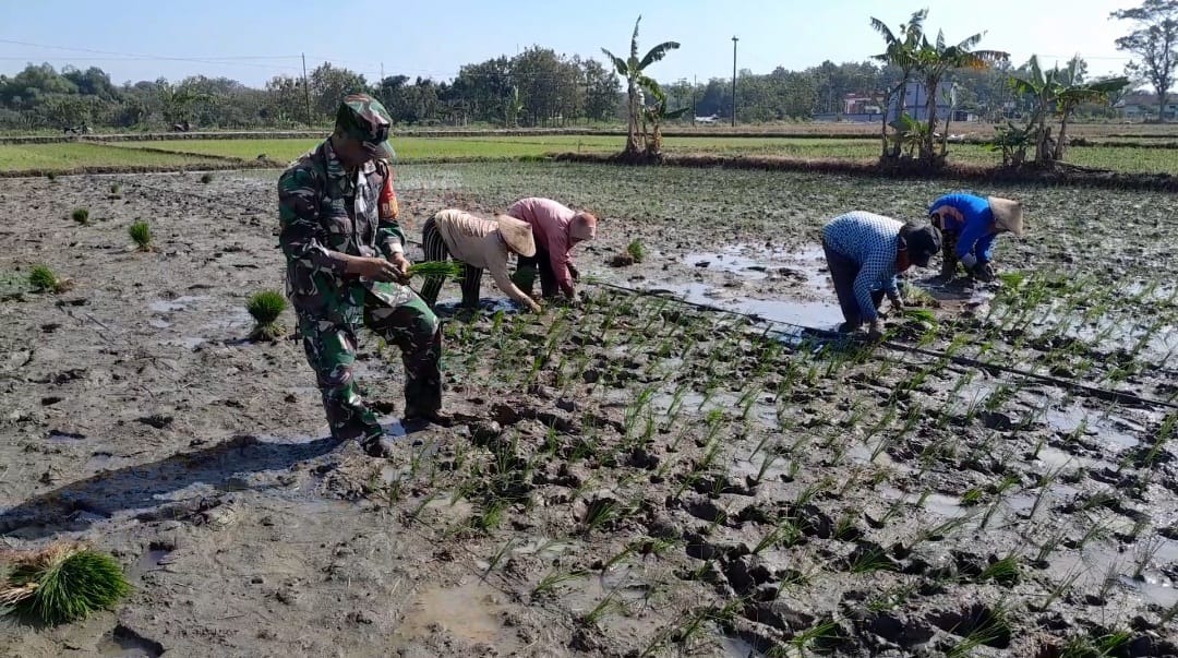 Babinsa Pendamping Petani Sukseskan Penanaman Bibit Padi di Sawah