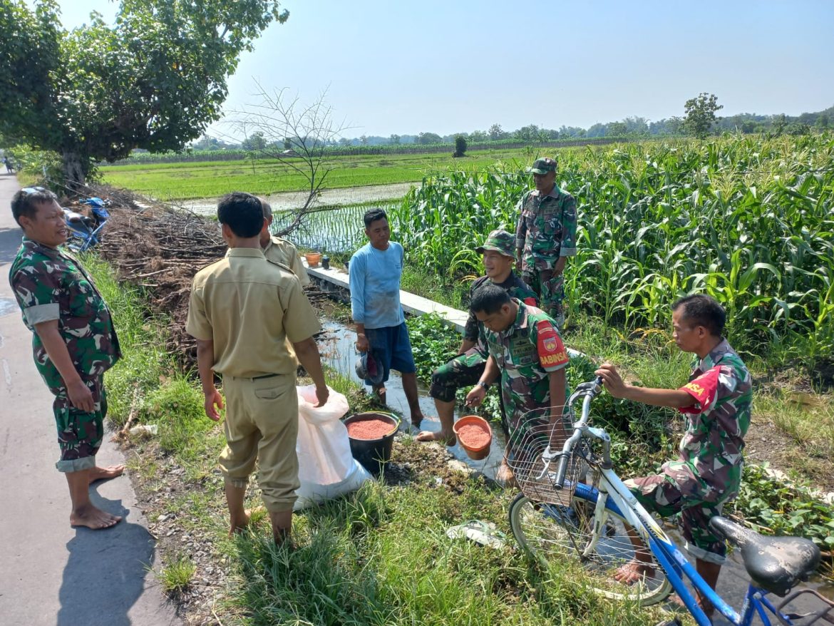 Koramil Sawit Dampingi Petani Jatirejo Laksanakan Pemupukan untuk Tingkatkan Hasil Panen