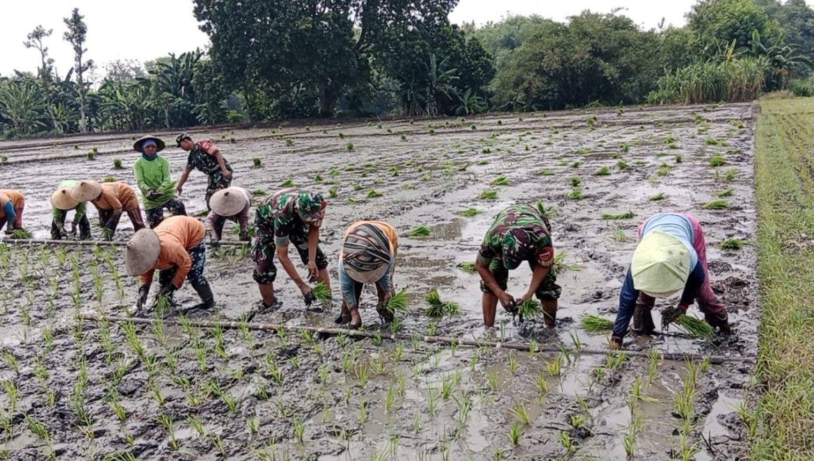 Babinsa Menanam Padi di Tengah Panas dan Lumpur