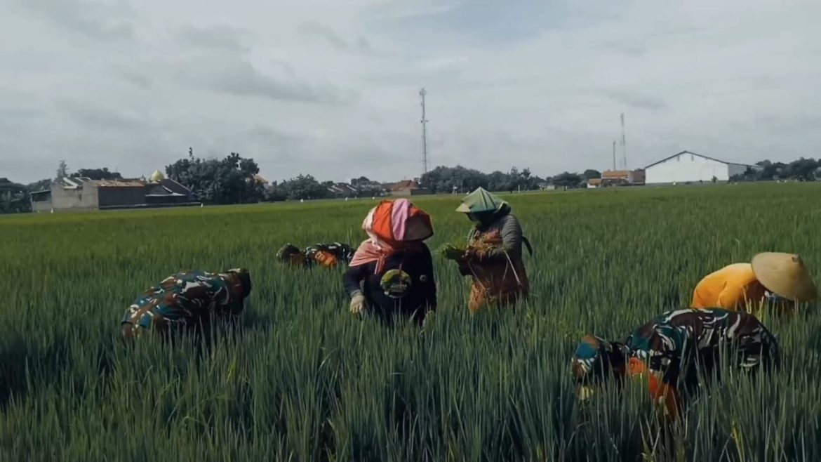 Babinsa Bantu Petani Bersihkan Gulma dan Lakukan Penyulaman Padi