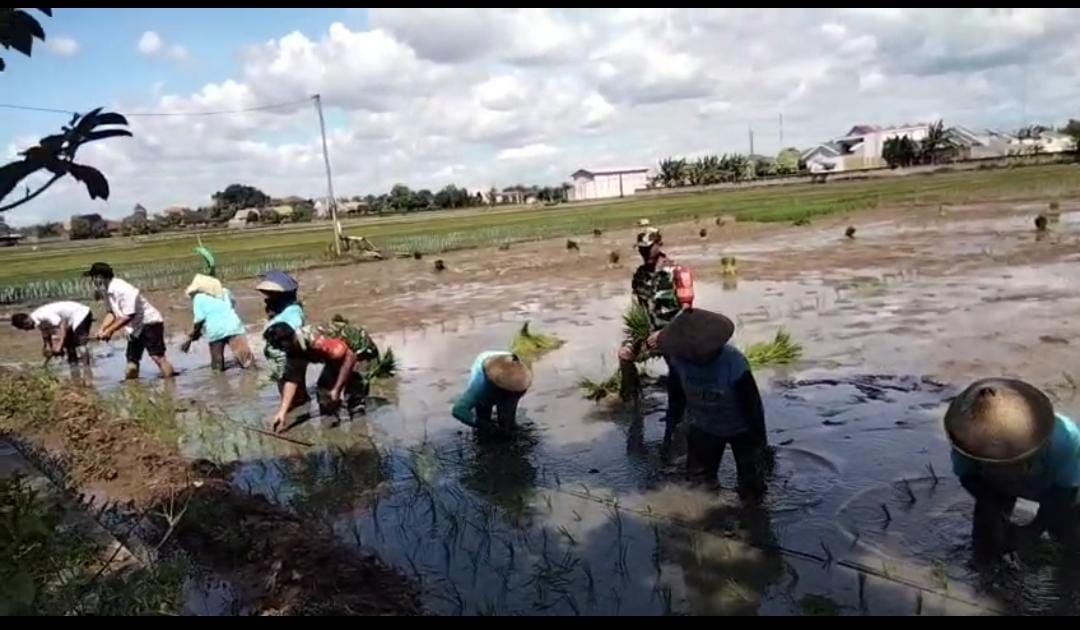 Babinsa Turun ke Sawah, Semangat Menanam Padi di Tengah Terik Matahari