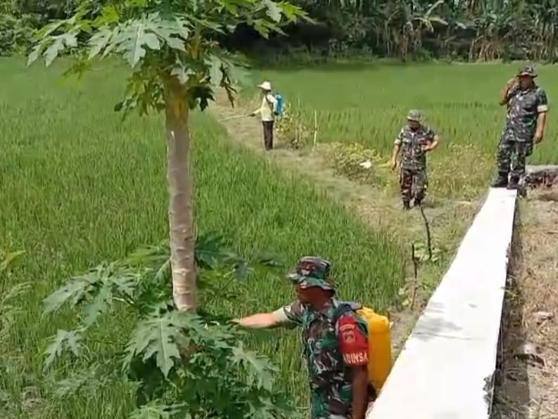 Babinsa Turun ke Sawah, Bantu Petani Basmi Hama dengan Penyemprotan