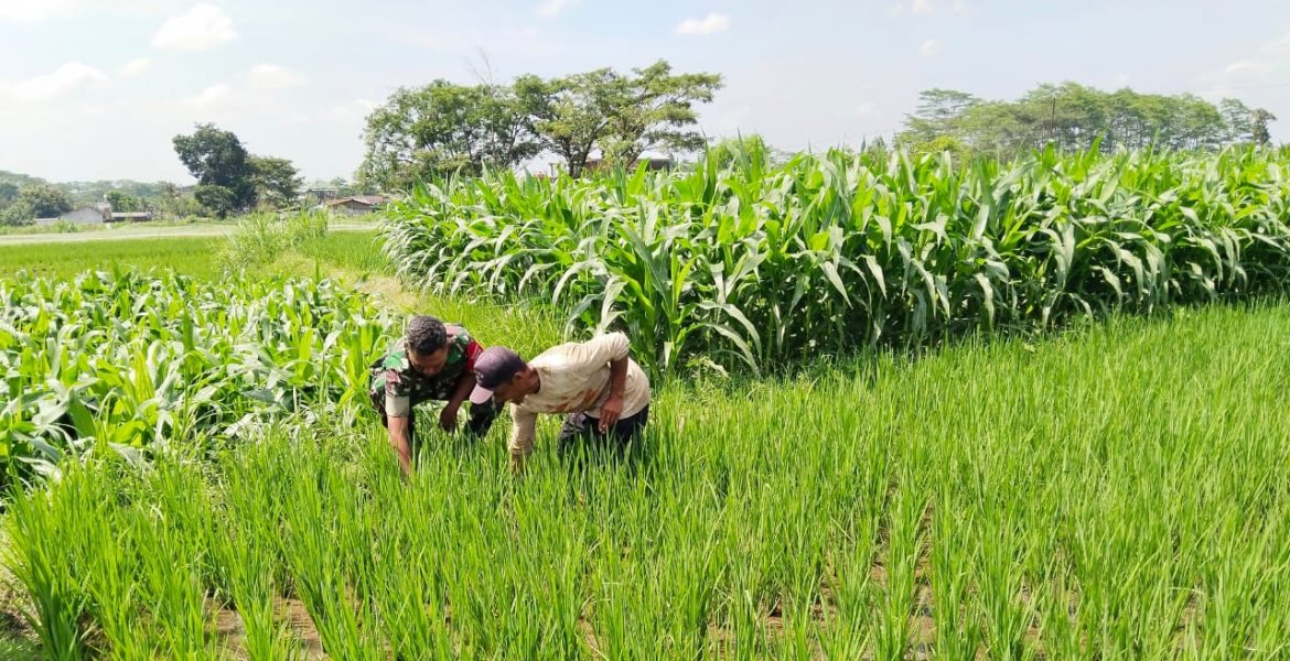 Babinsa Mojosongo Turun ke Sawah, Dukung Petani Basmi Gulma Demi Panen Melimpah