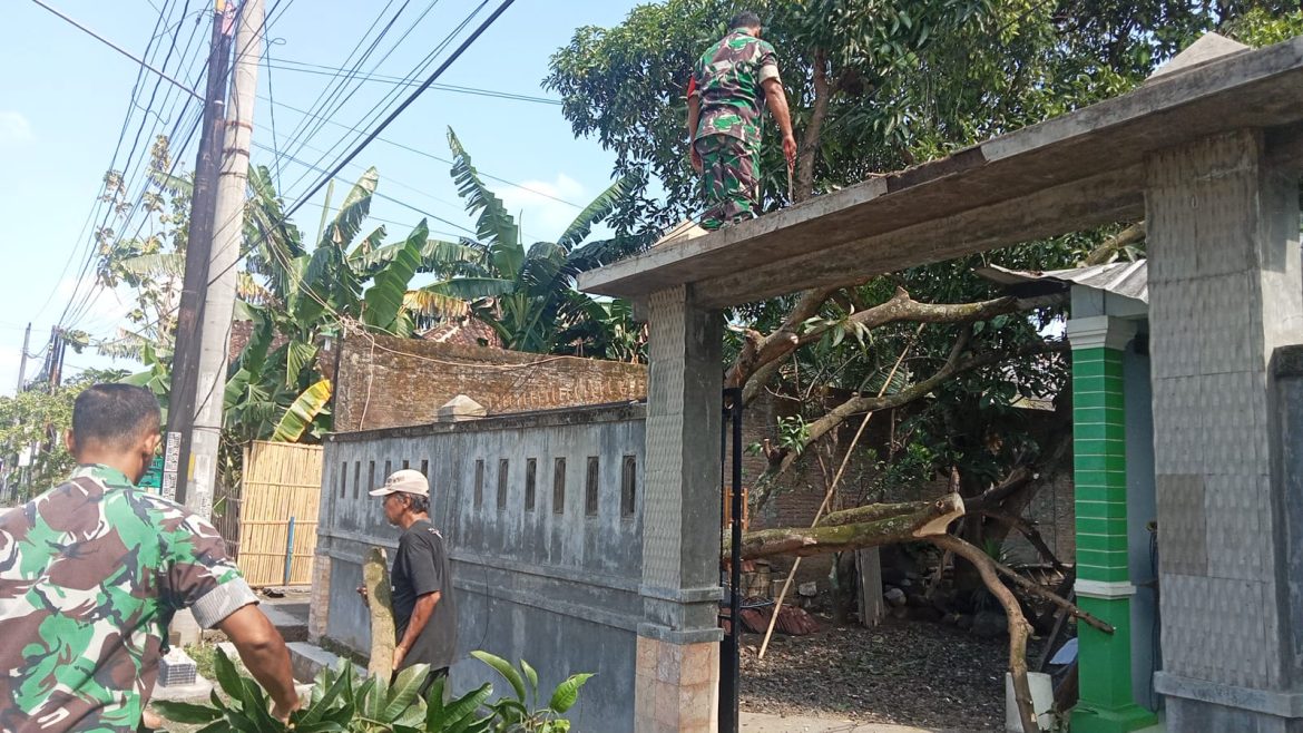 Babinsa Ngemplak Gerak Cepat Evakuasi Pohon Tumbang, Warga Terbantu Minimalkan Kerugian