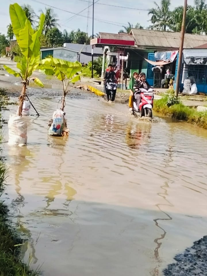 Aksi Protes Warga Lingkungan-l Kelurahan Hinai Kiri Tanam Pohon Pisang di Badan Jalan Yang Rusak di Genangi Air Hujan Namun Tidak Kunjung di Perbaiki Oleh Pem-Kab Langkat.
