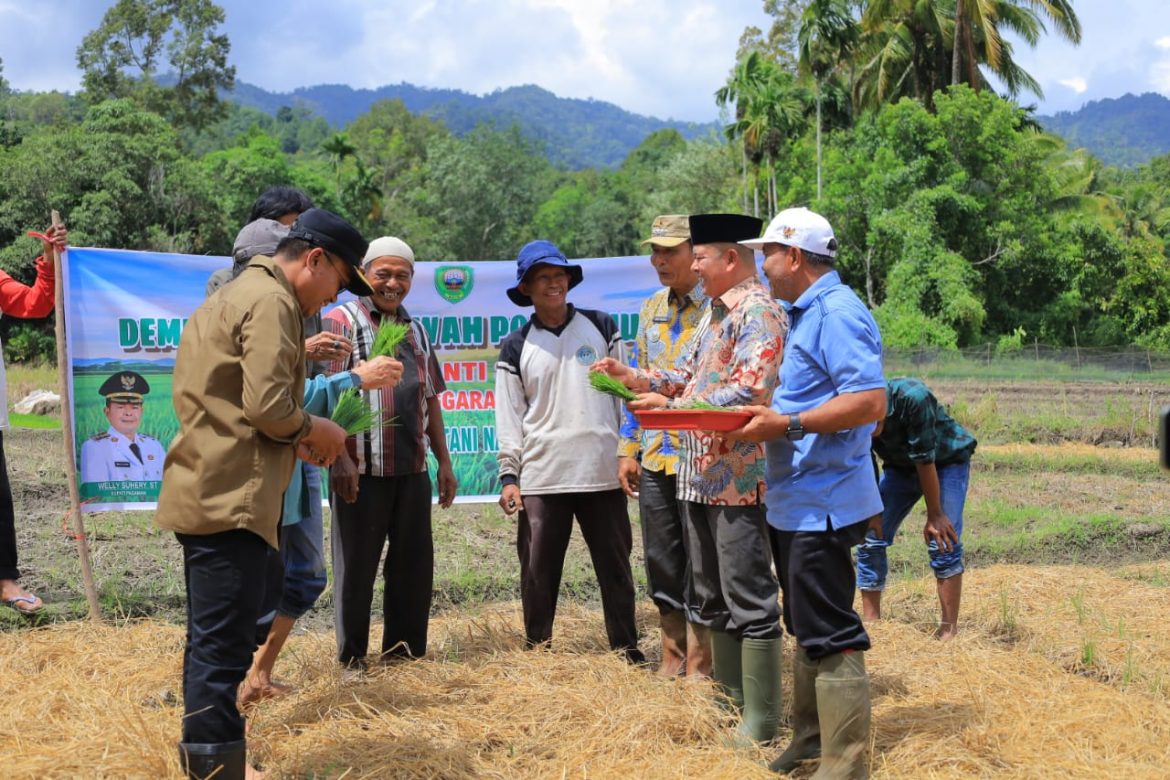 Bupati Pasaman Welly Suhery Dukung Pertanian, Melakukan Penanaman Padi Perdana_ Sawah Pokok Murah (SPM)