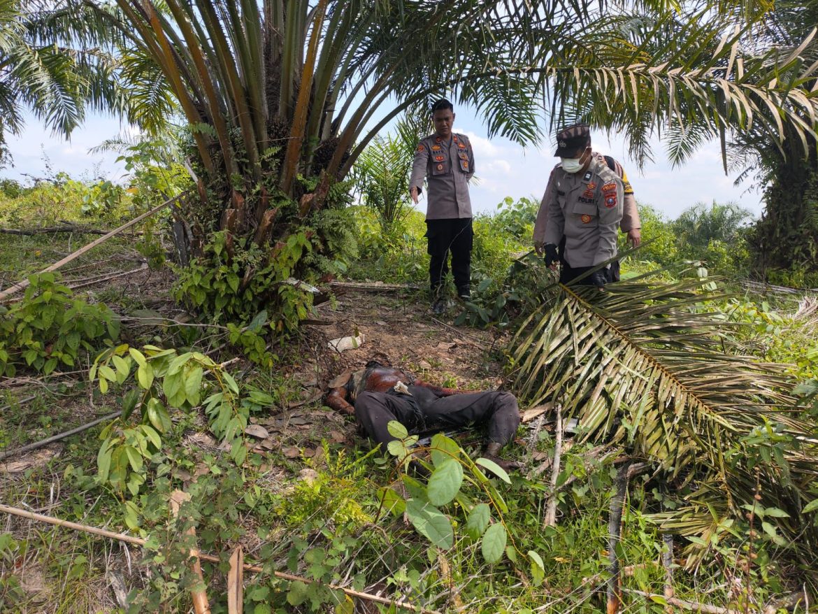 Warga Desa Buluh Telang Temukan Mayat Mr X.