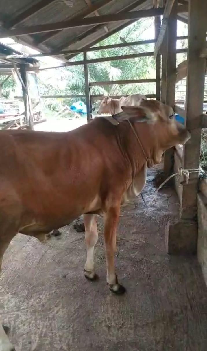 Dana Ketapang Sei Bamban Disorot, Dugaan Penyimpangan Capai Rp1,9 Miliar