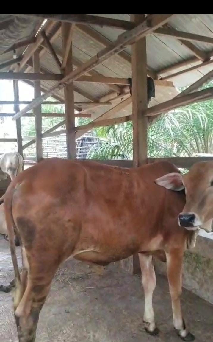 Dana Ketapang Sei Bamban Disorot, Dugaan Penyimpangan Capai Rp1,9 Miliar