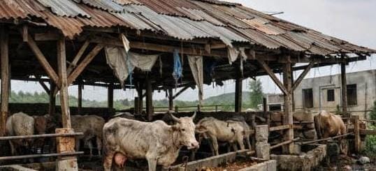Ketapang Sei Bamban Disorot, Proyek Penggemukan Lembu Diduga Merugi Rp251 Juta