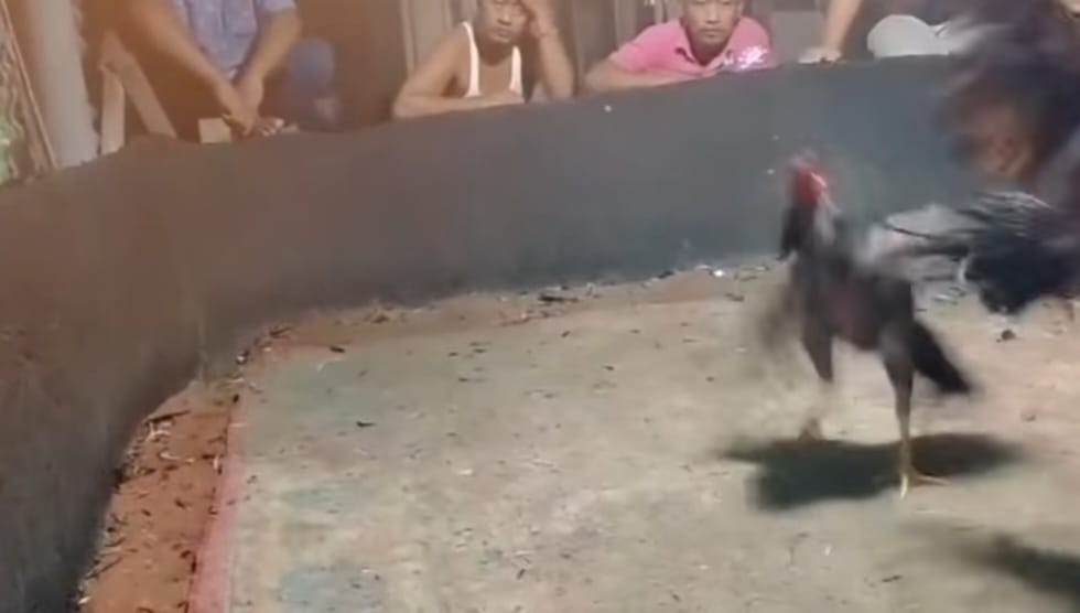 Pantai Labu Darurat Judi: Ratusan Motor Padati Arena Sabung Ayam