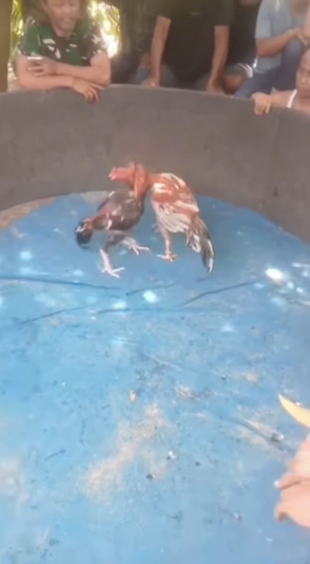 Binjai Barat Darurat Judi, Lapak “Cabak” Kembali Eksis.