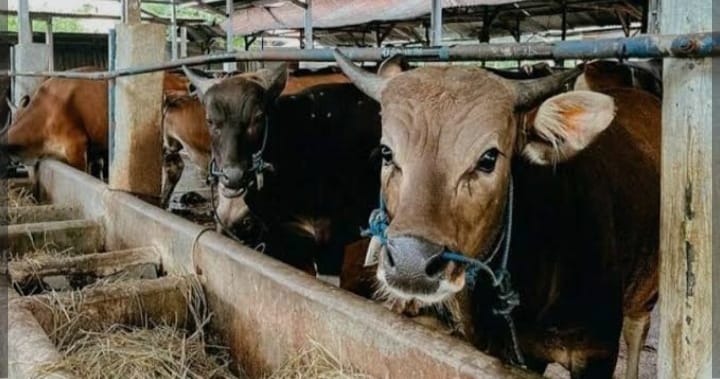 Bayang-Bayang “Mafia Kuota Sapi” di NTT: Peternak Lokal Terdesak Sistem Tertutup