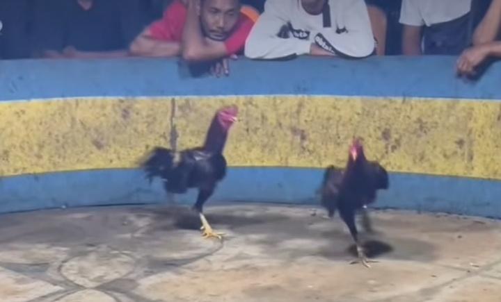 Aktivitas Judi di Marelan Disorot, Warga Desak Penindakan Tegas Aparat